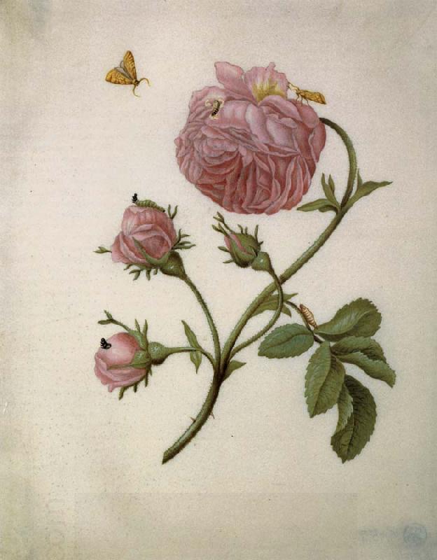 Maria Sibylla Merian Bush Rose with Leafminer Moth,Larva,and Pupa oil painting picture